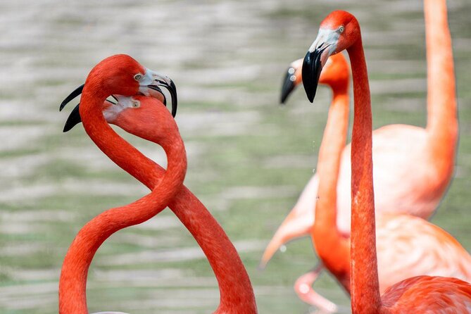 Go City: San Antonio Explorer Pass - Choose 2, 3, 4 or 5 Attractions - Key Points