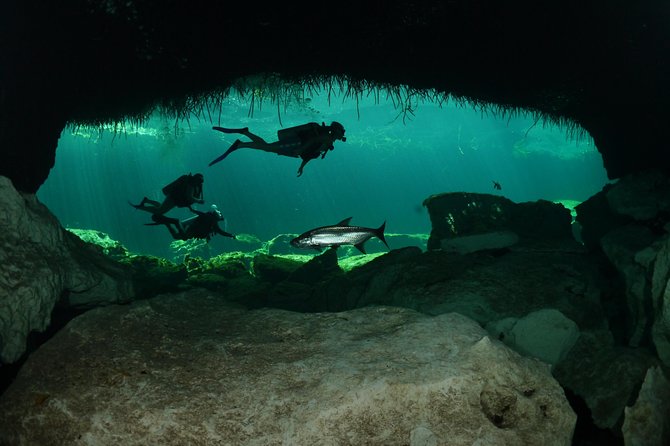 Go Dive Cenotes in Tulum - Guide and Dive Expertise