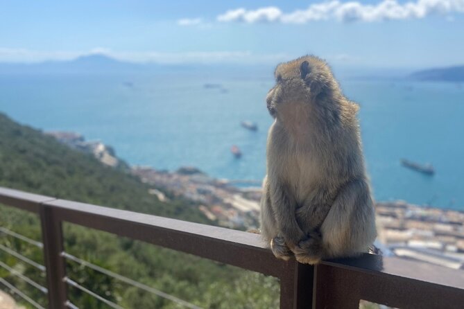 Go Tours Private Rock Experience Tour in Gibraltar - Customer Feedback