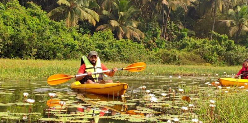 Goa: Backwaters and Mangrove Kayaking Experience - Highlights and Features