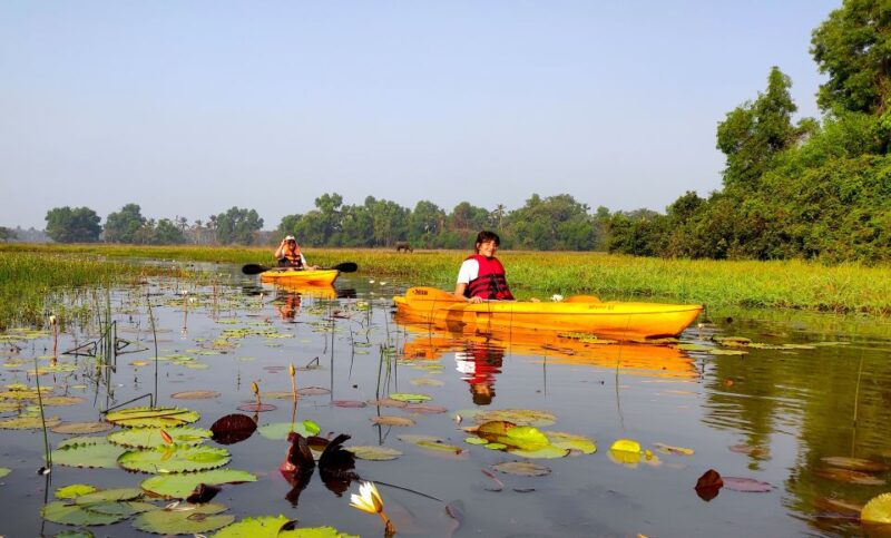 Goa: Backwaters and Mangrove Kayaking Experience - Frequently Asked Questions