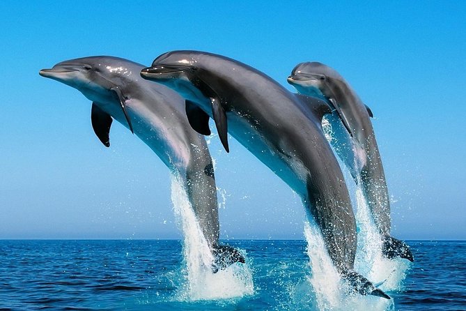 Goa Dolphin Tales Tour - Inclusions and Exclusions