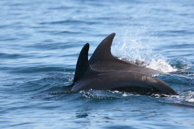 Goa Dolphin Tales Tour - Key Points