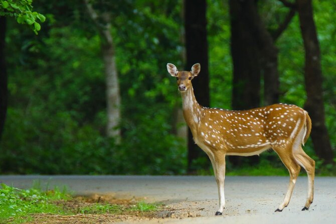 Goa to Anshi National Park, Extension to Wildlife Safari Tour - Inclusions