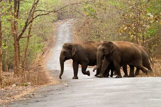 Goa to Anshi National Park, Extension to Wildlife Safari Tour - Pickup and Logistics