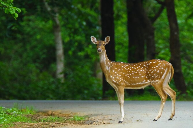 Goa to Anshi National Park, Extension to Wildlife Safari Tour - Tour Highlights