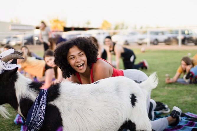 Goat and Alpaca Yoga Gilbert Arizona - Key Points