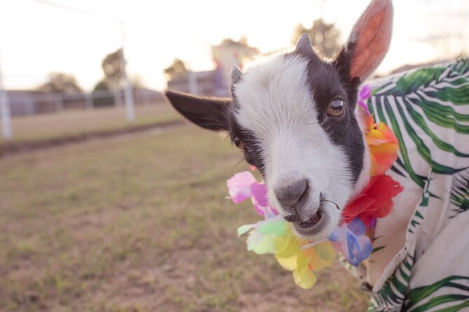 Goat and Alpaca Yoga Gilbert Arizona - Inclusion and Amenities