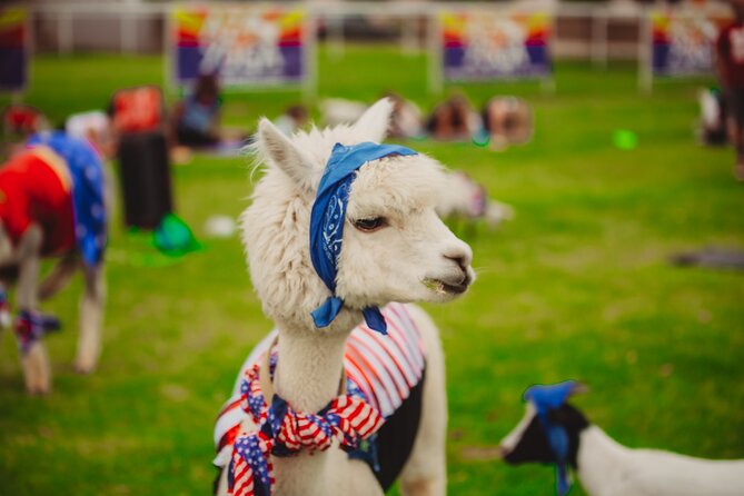 Goat and Alpaca Yoga Gilbert Arizona - Activity Duration and Schedule