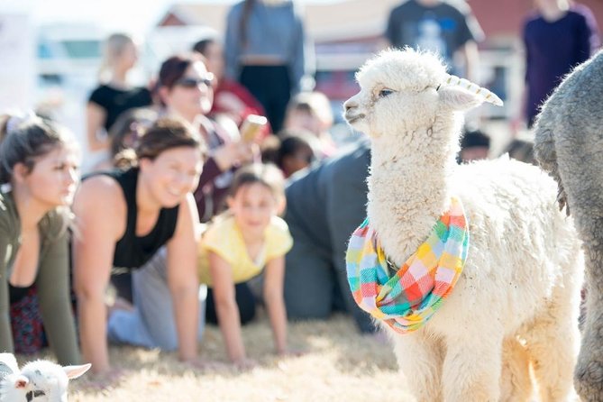 Goat and Alpaca Yoga in Arizona - Uniquely Blended Yoga Experience