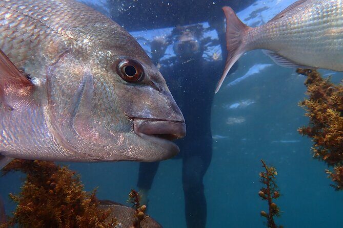 Goat Island Experience Guided Snorkelling for Beginners - Key Points