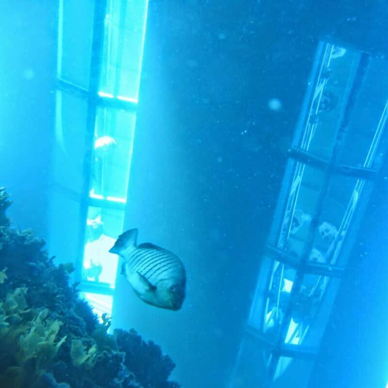 Goat Island: Glass Bottom Boat Tour - An Easy Introduction to Marine Life at Goat Island