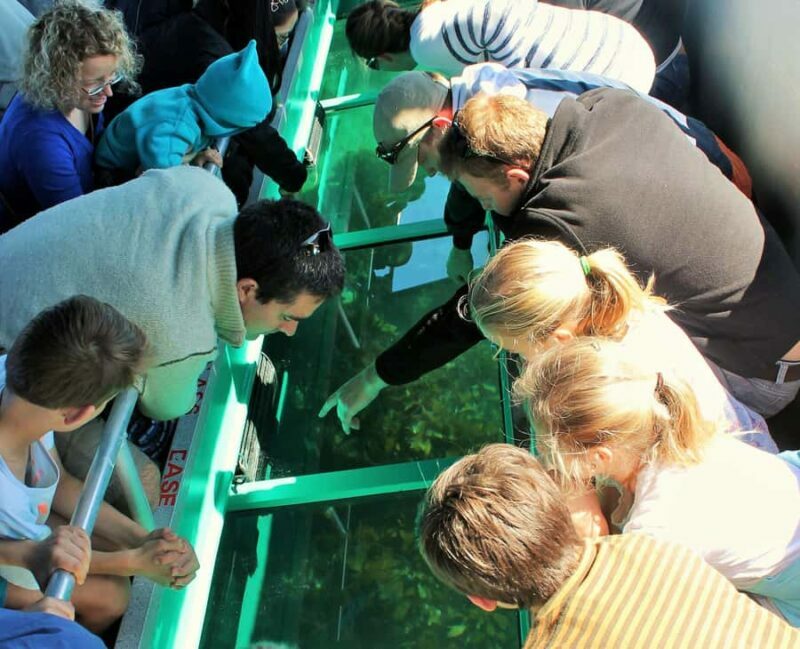 Goat Island: Glass Bottom Boat Tour - Viewing Experience & Marine Life Sightings