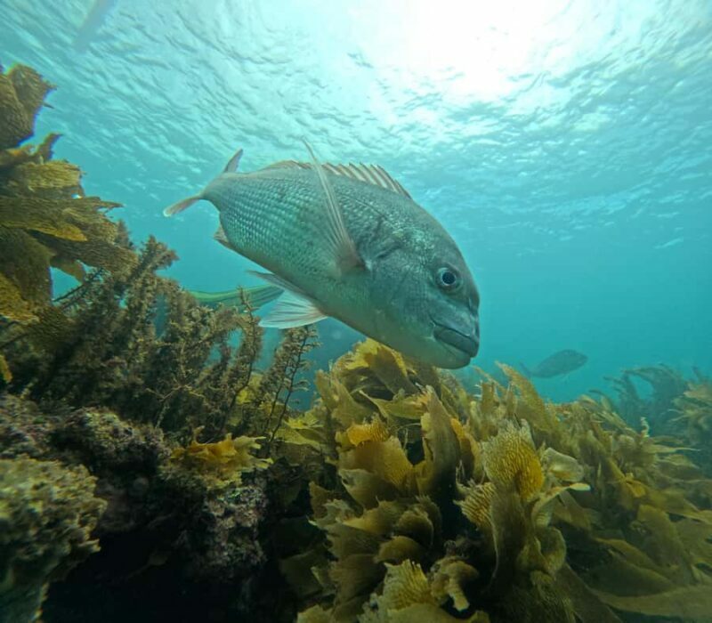 Goat Island Guided Snorkeling Tour for Beginners - Who Will Love This Tour?