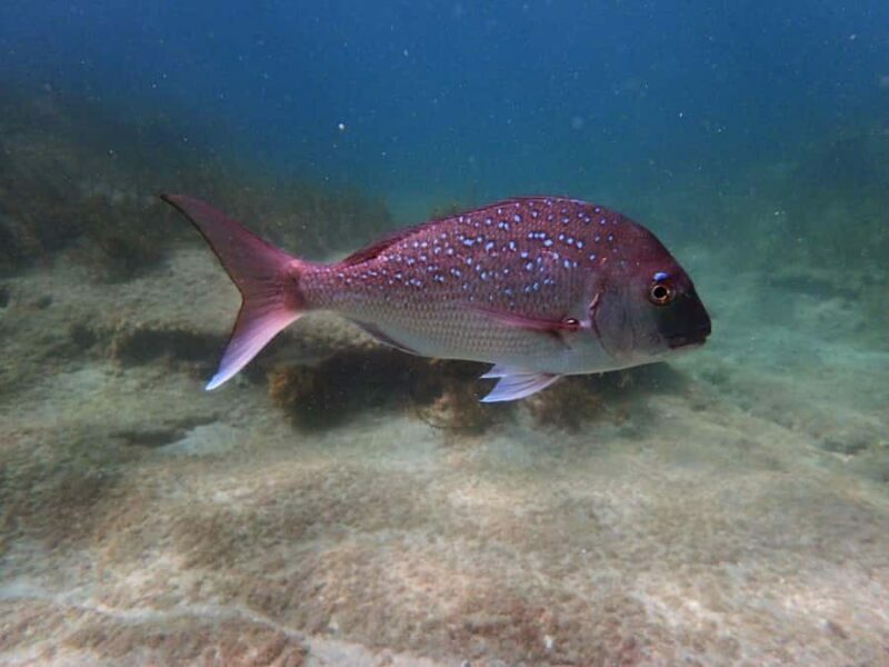 Goat Island Guided Snorkeling Tour for Beginners - Frequently Asked Questions