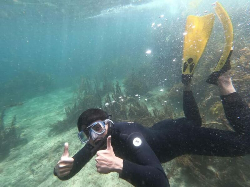 Goat Island Guided Snorkelling Tour For Advanced - What Makes This Tour Special?