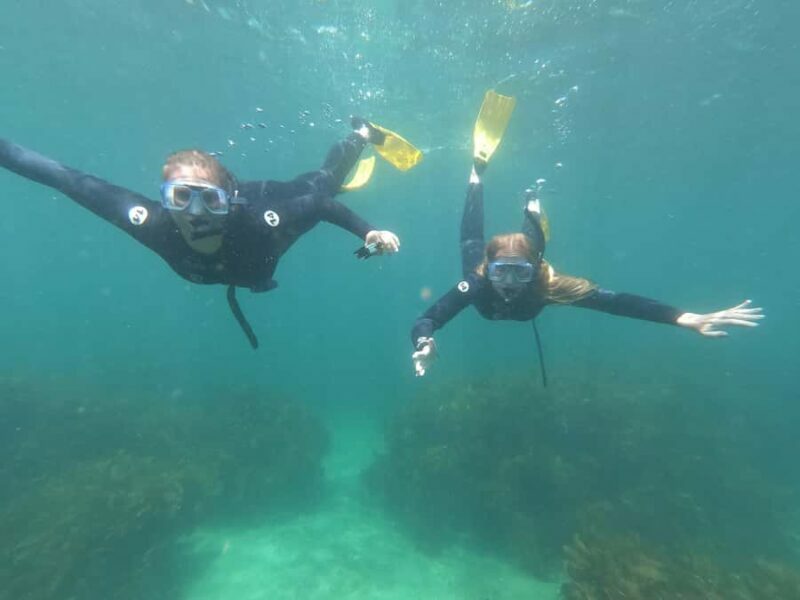 Goat Island Guided Snorkelling Tour For Advanced - The Value of the Experience