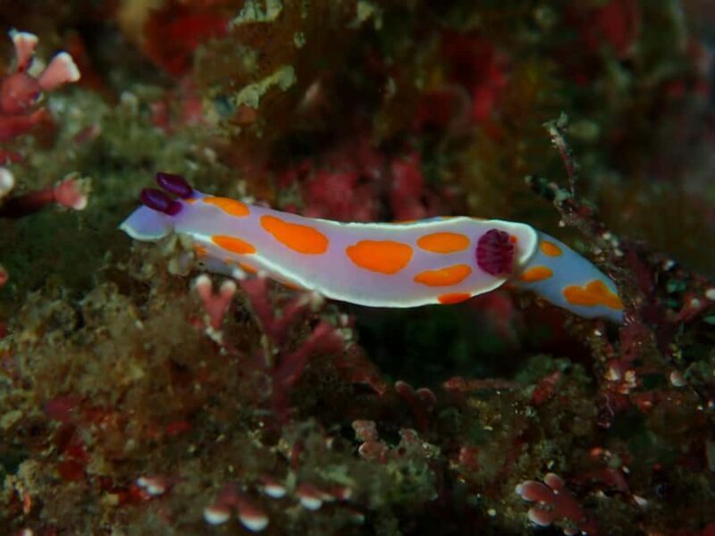 Goat Island Guided Snorkelling Tour For Advanced - Who Should Consider This Tour?