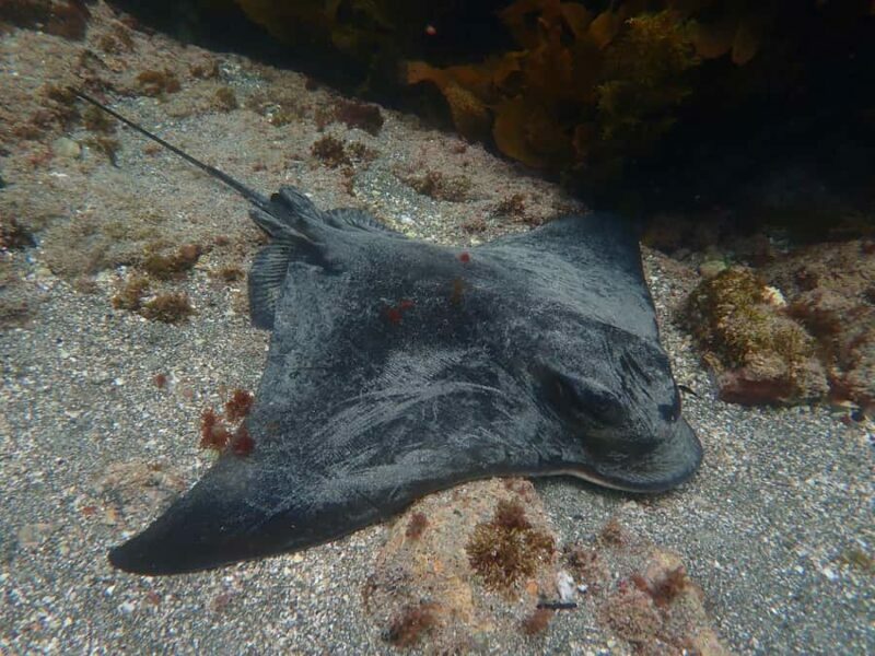 Goat Island Guided Snorkelling Tour For Advanced - The Sum Up