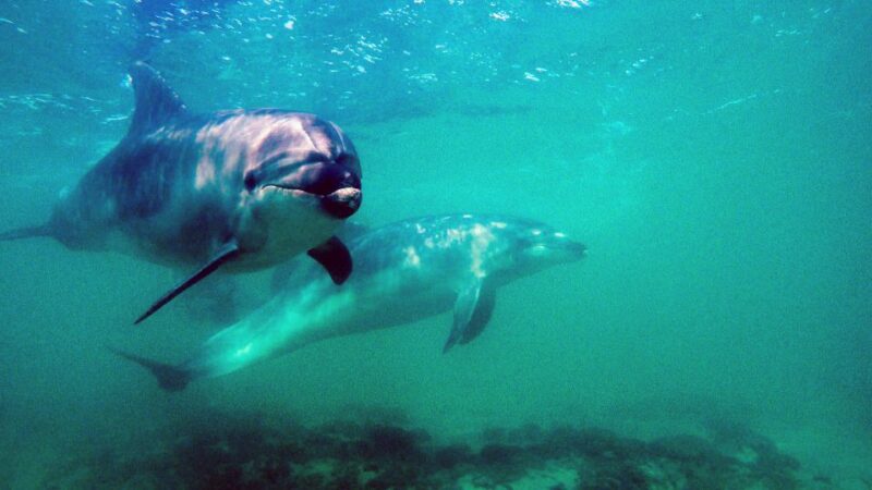Goat Island Marine Reserve: Full-Day Dive Charter - Explore New Zealands First Marine Reserve
