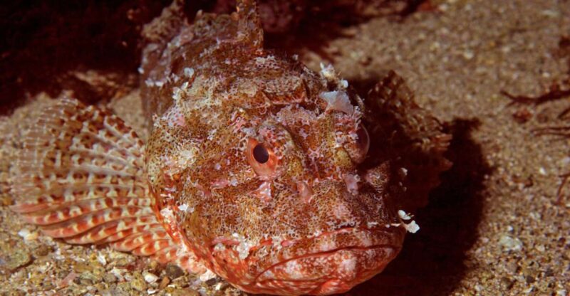 Goat Island Marine Reserve: Full-Day Dive Charter - Diverse Underwater Habitats and Marine Life