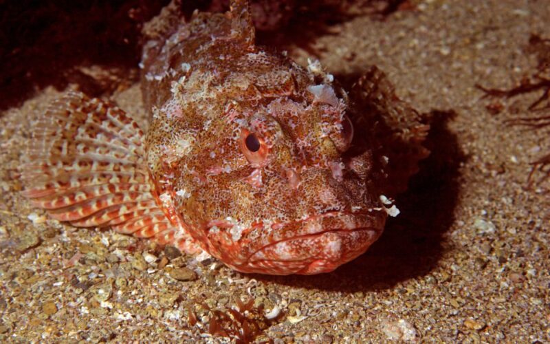 Goat Island Marine Reserve: Full-Day Dive Charter - Suitability and Group Size