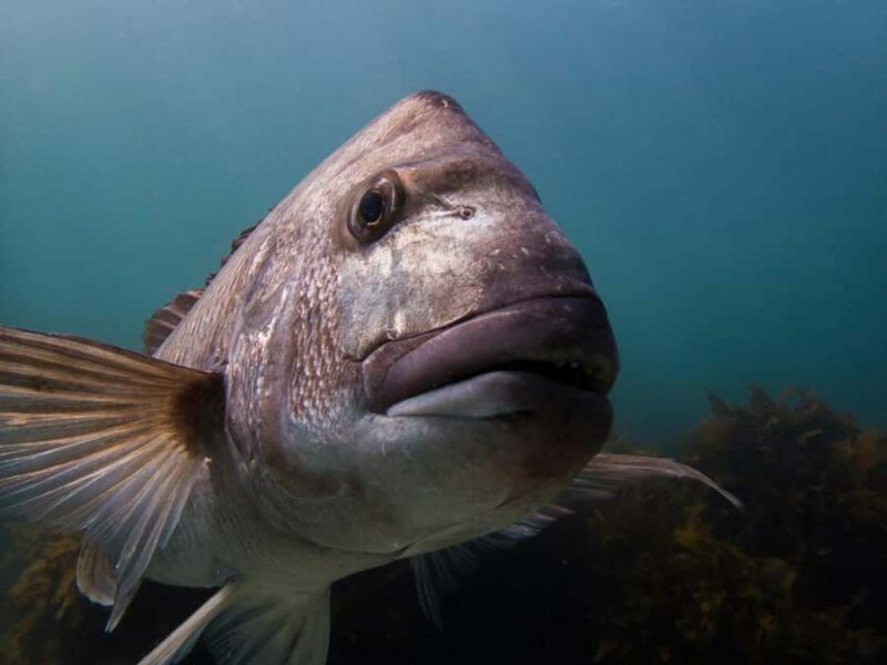 Goat Island Try Scuba Diving Experience - Setting the Scene: What to Expect on the Tour