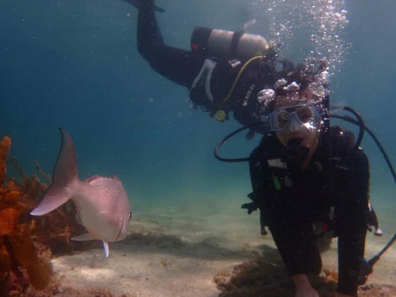 Goat Island Try Scuba Diving Experience - The Cost and Value