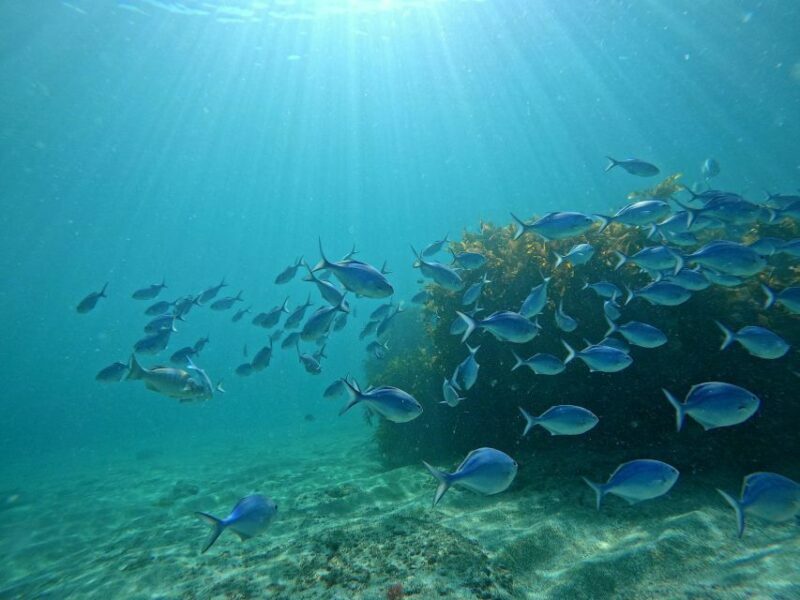 Goat Island Try Scuba Diving Experience - The Sum Up