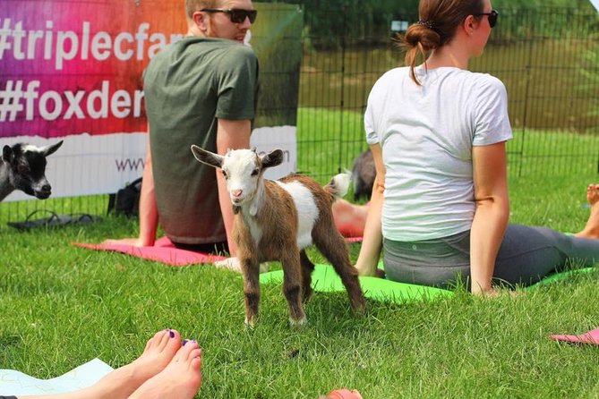 Goat Yoga and Wine Tasting - Experience Highlights