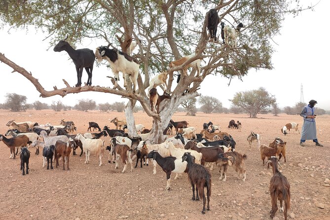 Goats on the Tree Trip From Agadir & Taghazout - Capture Stunning Stills and Videos