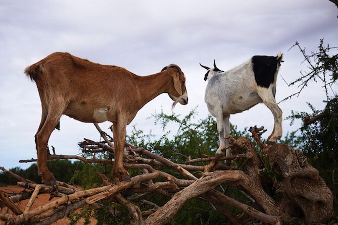 Goats on the Tree Trip From Agadir & Taghazout - Hold a Baby Goat