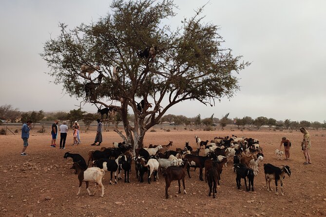 Goats on the Tree Trip From Agadir & Taghazout - Round-Trip Transfers From Agadir or Taghazout