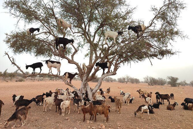Goats on the Tree Trip From Agadir & Taghazout - Inclusions: Food, Drinks, and More