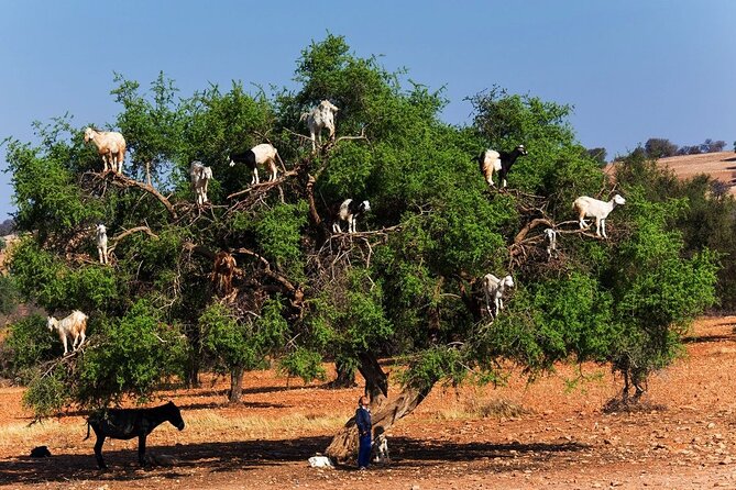 Goats on the Tree Trip From Agadir & Taghazout - Reviews and Ratings