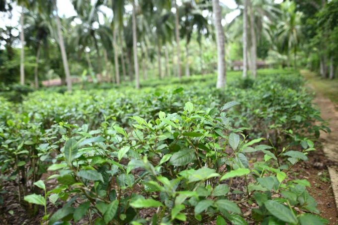 Godakawela Village Tour With Traditional 4 Causes Lunch - Frequently Asked Questions