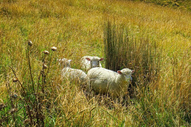 Godley Head Scenic Drive & Walking Tour (Private Shore Excursion) - Authentic Insights from Other Travelers
