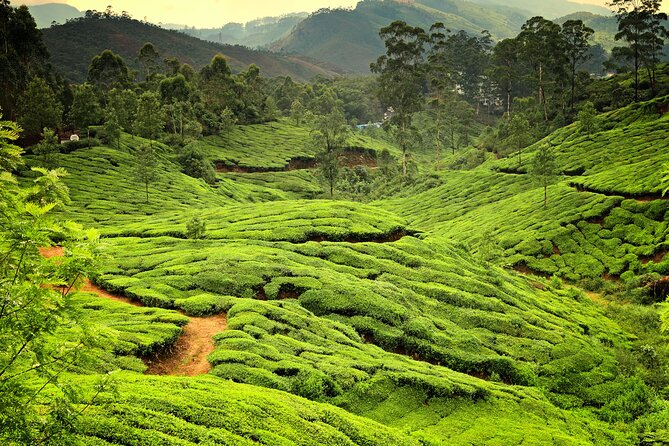 Gods Own Country - KERALA (8 Days Private Trip) - Jeep Ride in Munnar