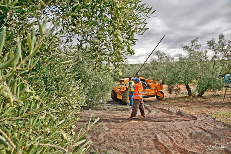 Gold Bailén: Explore the Oil Mill + Tasting - Tour Stops and Production