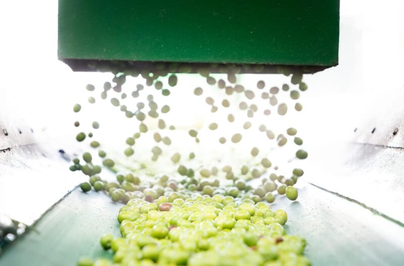 Gold Bailén: Explore the Oil Mill + Tasting - Olive Oil Tasting Experience