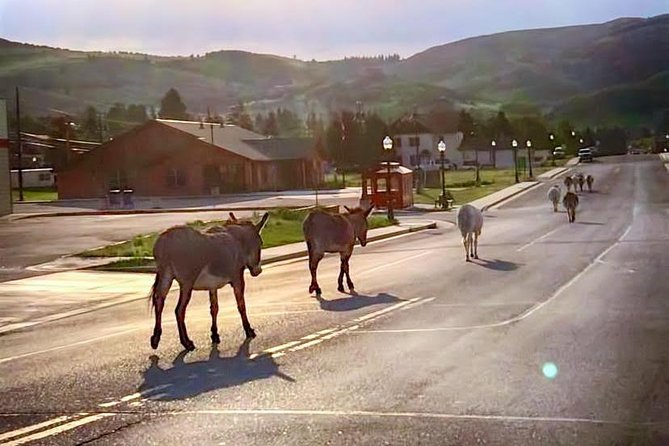 Gold Belt Scenic Byway Jeep Tour From Cañon City - Key Points