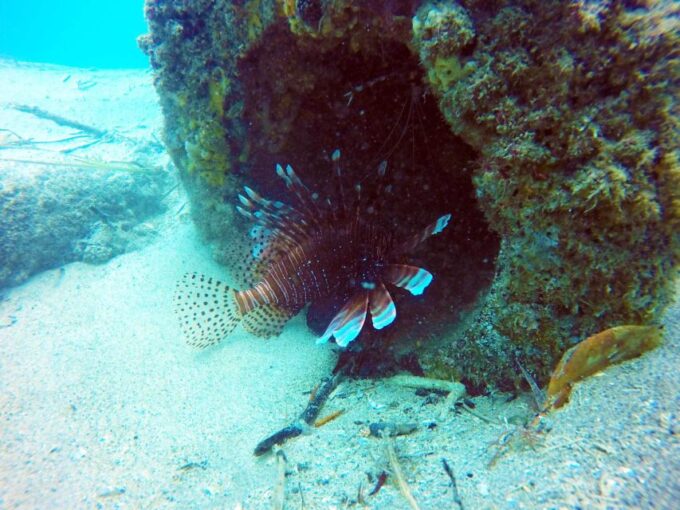 Gold Coast: 3-Day PADI Open Water Course - Instructor Languages