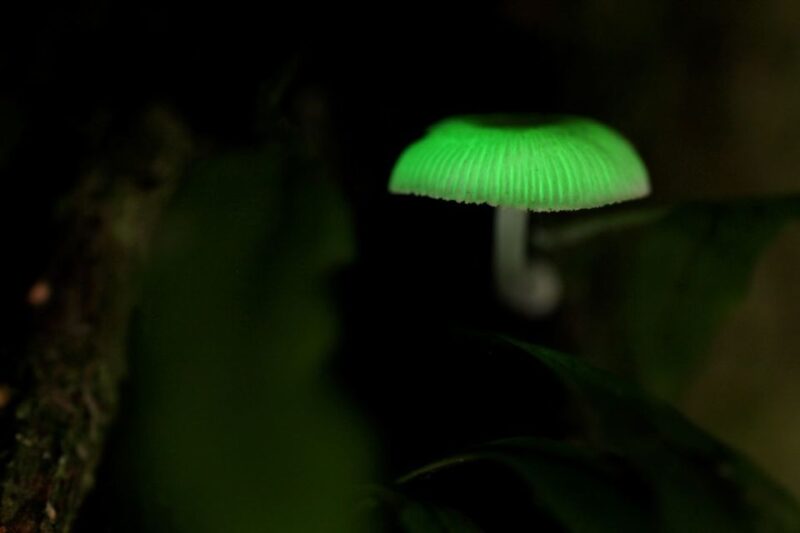 Gold Coast: Evening Rainforest and Glow Worm Experience - Experience Highlights