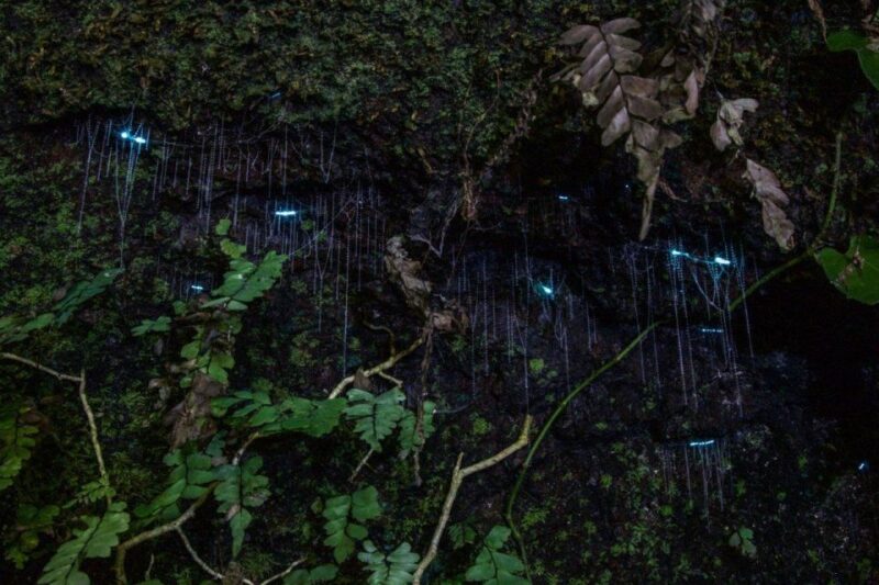 Gold Coast: Evening Rainforest and Glow Worm Experience - Tour Itinerary