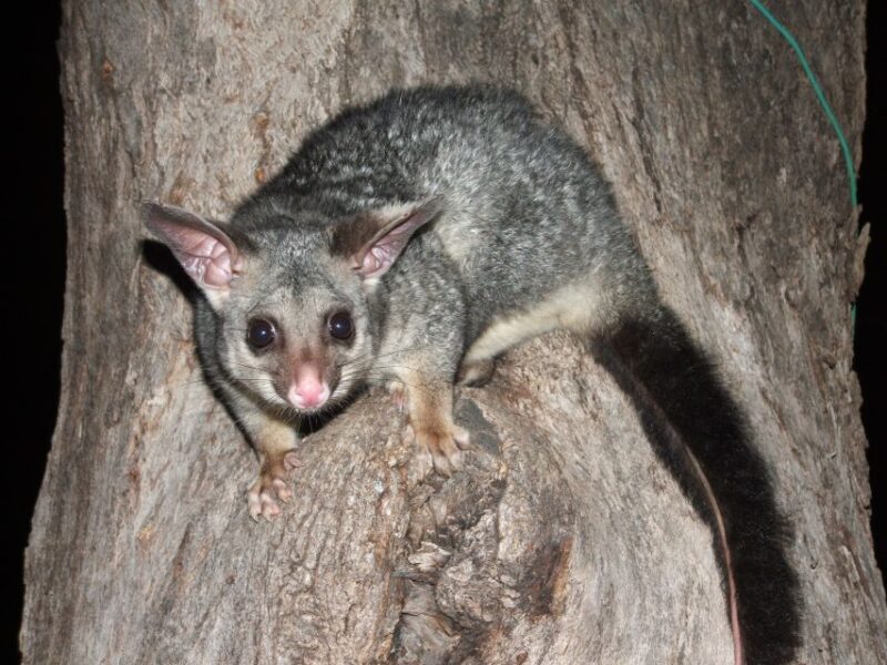Gold Coast: Evening Rainforest and Glow Worm Experience - Important Considerations