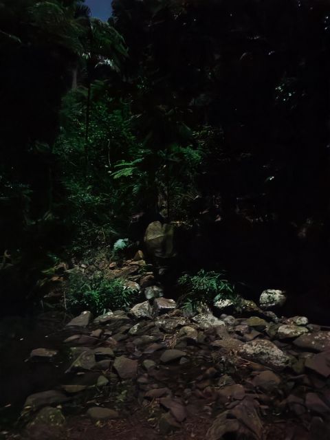 Gold Coast Glow Worm Night Tour (Chinese Group) - Itinerary and Experience