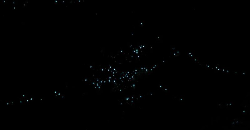 Gold Coast Glow Worm Night Tour (Chinese Group) - Tour Highlights