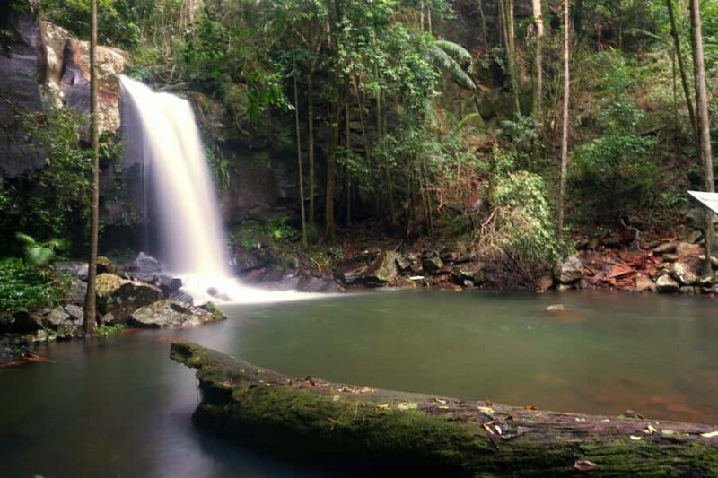 Gold Coast: Glow Worms Day/Night Rainforest & Waterfall Walk - An In-Depth Look at the Tour Experience