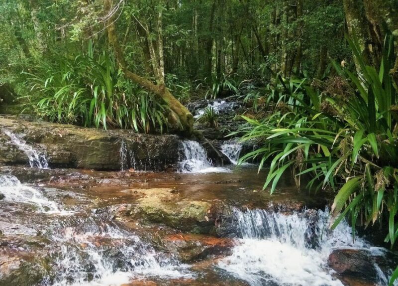 Gold Coast: Glow Worms Nocturnal Rainforest & Waterfall Walk - Tour Overview
