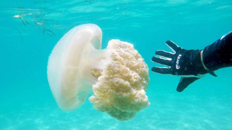 Gold Coast: Introductory SCUBA Diving Experience - Experience Highlights